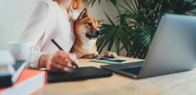 Home Office Concept, Young female freelancer working remotely from home sitting with her shiba inu dog on arms using laptop computer and stylus drawing sketches on touchpad for graphic designers